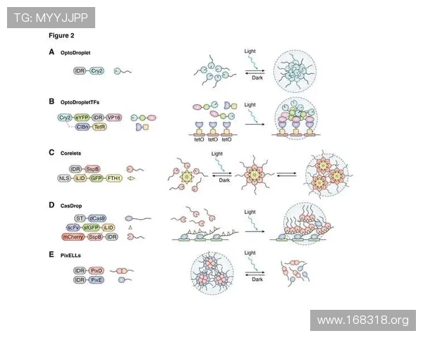 深入解析18电子分子的结构与化学性质研究